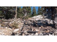 Saimbeyli’de çıkan orman yangını söndürüldü