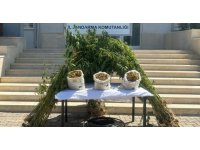 Jandarmadan ormanlık alana uyuşturucu operasyonu