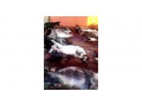 Adana’da kesilmiş 12 eşek ele geçirildi