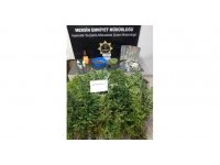 Evin balkonunu uyuşturucu bahçesine çevirmişler