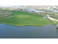 Boyutları 1 metreyi bulan su sümbülleri Asi Nehri’ni adeta esir aldı