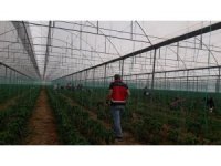 Gazipaşa’da Akdeniz meyve sineği ile mücadele başlatıldı