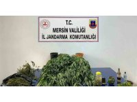Mersin’de 5 kilo 620 gram esrar ile 578 kök Hint keneviri ele geçirildi