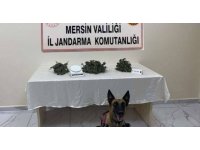 Mersin’de 510 kök kenevir bitkisi ele geçirildi