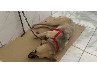 Yaralı halde bulunan sokak köpeğinin röntgen görüntüsü şoke etti