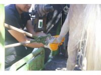 Antalya Doğal Yaşam Parkı’nda hayvanlar için tırnak bakımı