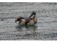 İki pelikan oltaya takıldı, yaşam mücadelesi verirken balıkçılar kurtardı