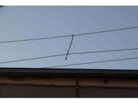 Elektrik telleri birbirine değmesin diye ‘ağaç dalı’ ile bağlanmış