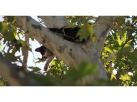 Ağaçta mahsur kalan kedi aşağı atlayınca yürekleri ağızlara getirdi