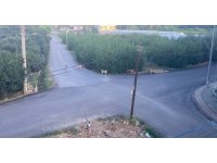 Sokak köpeğinin saldırdığı 3 tekerlekli motor böyle devrildi