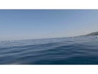 Yüzlerce pelikan göç yolculuğunda havadan görüntülendi