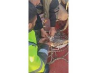 Denizin ortasında ölümü bekleyen martıyı ağdan balıkçılar kurtardı
