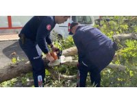 Şiddetli rüzgara dayanamayan çınar ağacı yola devrildi