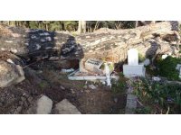 Şiddetli fırtınanın söktüğü ağaç mezarları tahrip etti