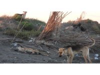 ’Köpeği bilerek ezdi’ iddiası