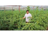 Domates serasına yabancı ot ilacı atıp fidanlara zarar verdiler
