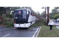 Servis otobüsünün üzerine çam ağacı devrildi: 7 yaralı