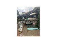 Şiddetli rüzgarda üzerine ağaç devrilen midibüs hurdaya döndü