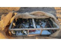 Adana’da kaçak avlanan saka kuşları doğaya salındı