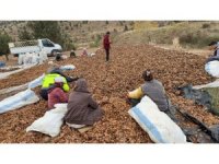 Mersin’de yanan 20 hektarlık orman 6,5 ton sedir tohumu ile yeniden canlanacak