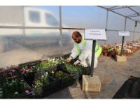 Toroslar Belediyesinden, Cumhuriyetin 100. yılına özel 100 bin bitki üretimi