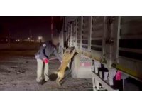 Küçükbaş hayvan yüklü tırın kasasından 122 kilo ‘skunk’ ele geçirildi