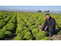 Tarsus Belediyesinin çiftçilere verdiği yerli tohum desteği meyvelerini vermeye devam ediyor