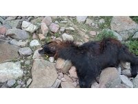 Depremde telef olan hayvanlarının yerine aldığı hayvanları kurt saldırısıyla telef oldu