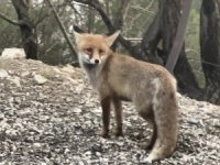 Kahramanmaraş’ta tilki kameralara yakalandı