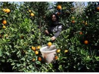 Adana’da yetişen portakallar dünyanın dört bir yanına ihraç ediliyor