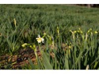 Mersin’de atıl araziler tarıma kazandırılıyor