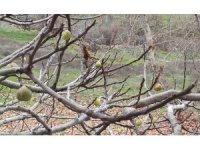 İncir ağacı ocak ayında meyve verdi