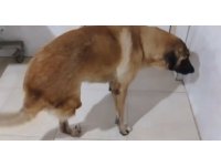 Kamyonetin çarptığı köpek yaralı kurtuldu: O anlar kamerada