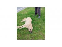 Otomobilin çarpıp kaçtığı köpek tedavi altına alındı