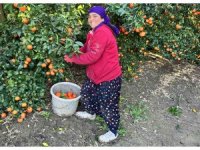 Adana mandalinası dünya mutfağını süslüyor