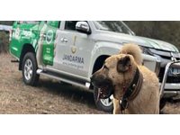 Burdur’da köpek dövüşü yaptıranlara 142 bin TL ceza