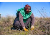 Yeşil deniz kaplumbağalarının yuvası çöl olmayacak