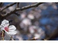 Antalya’da meyve ağaçları çiçek açtı