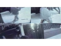 Komşusunu vuran polis tutuklandı