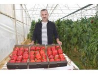 Kardeş ülkeden alınan tohumla Kaliforniya biber üretiminde kalite arttı