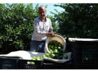 Adanalı çiftçiler yeşillenme hastalığına karşı teyakkuzda