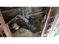 Başıboş kurt köpekleri kümesteki tavukları telef etti