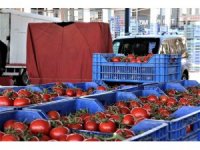 Antalya’da domates miktarı da fiyatı da arttı