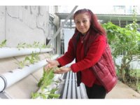 Depremzede kadının PVC boru içinde yetiştirdiği ürünler gelir kapısı oldu