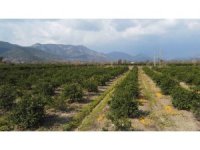 Adana’da para etmeyen narenciye bahçede kaldı