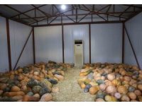 Büyükşehir, faydalı böcek üretimi ile kalıntı sorununda çözüm hedefliyor