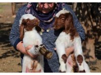 Adana yetiştiricisine 76 milyon TL destek