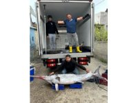 Karataş’ta 150 kiloluk kılıç balığı yakalandı