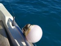 Mersinli balıkçılar ’balon balığı avcılığına yönelik teşvik’ten memnun