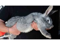 Etlik tavşanlar sıfır atık ile üretime kazandırıldı